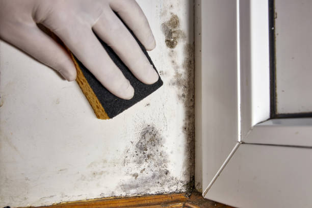 Best Mold-Related Health Consultation  in Yarrow Point, WA